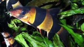 Семейни риболовни бутилки и техният ярък представител - банал битка